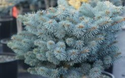 Dwarf Globe Blue Spruce Topiary Tree (Picea Pungens 'Globosa') - 5 Gallon Pot 11 Dwarf Globe Blue Spruce Topiary Tree (Picea Pungens 'Globosa') - 5 Gallon Pot -Plant Outlet Store picea pungens globosa dwarf globe blue spruce 2