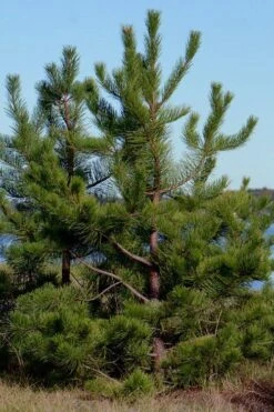 Pitch Pine Tree (Pinus Rigida) - 3 Gallon Pot -Plant Outlet Store pinus rigida pitch pine 1