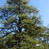 Pitch Pine Tree (Pinus Rigida) - 3 Gallon Pot -Plant Outlet Store pinus rigida pitch pine 4