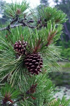 Pitch Pine Tree (Pinus Rigida) - 3 Gallon Pot -Plant Outlet Store pinus rigida pitch pine 5