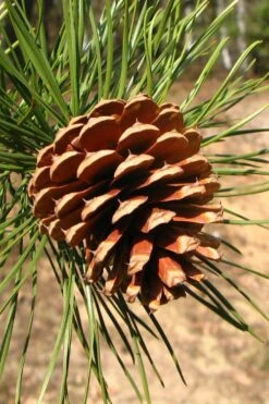 Pitch Pine Tree (Pinus Rigida) - 3 Gallon Pot -Plant Outlet Store pinus rigida pitch pine 6