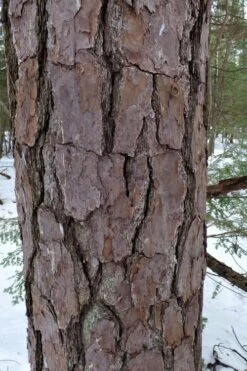 Pitch Pine Tree (Pinus Rigida) - 3 Gallon Pot -Plant Outlet Store pinus rigida pitch pine 7