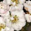 Fragrant Snow Japanese Flowering Apricot (Prunus Mume) - 2 Gallon Pot 2 Fragrant Snow Japanese Flowering Apricot (Prunus Mume) - 2 Gallon Pot -Plant Outlet Store prunus mume fragrant snow japanese flowering apricot 10