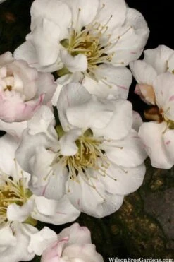 Fragrant Snow Japanese Flowering Apricot (Prunus Mume) - 2 Gallon Pot 13 Fragrant Snow Japanese Flowering Apricot (Prunus Mume) - 2 Gallon Pot -Plant Outlet Store prunus mume fragrant snow japanese flowering apricot 2