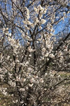 Fragrant Snow Japanese Flowering Apricot (Prunus Mume) - 2 Gallon Pot 12 Fragrant Snow Japanese Flowering Apricot (Prunus Mume) - 2 Gallon Pot -Plant Outlet Store prunus mume fragrant snow japanese flowering apricot 6