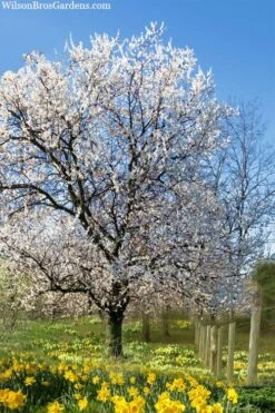 Fragrant Snow Japanese Flowering Apricot (Prunus Mume) - 2 Gallon Pot 11 Fragrant Snow Japanese Flowering Apricot (Prunus Mume) - 2 Gallon Pot -Plant Outlet Store prunus mume fragrant snow japanese flowering apricot 7
