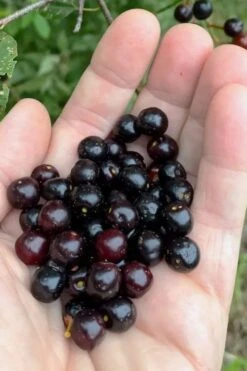 Plant Outlet Store 16 Wild Black Cherry Tree - 3 Gallon Pot