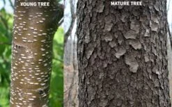 Wild Black Cherry Tree - 3 Gallon Pot 21 Wild Black Cherry Tree - 3 Gallon Pot -Plant Outlet Store prunus serotina wild black cherry tree 10