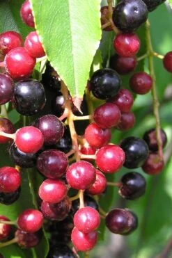 Wild Black Cherry Tree - 3 Gallon Pot 16 Wild Black Cherry Tree - 3 Gallon Pot -Plant Outlet Store prunus serotina wild black cherry tree 4