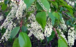 Wild Black Cherry Tree - 3 Gallon Pot 19 Wild Black Cherry Tree - 3 Gallon Pot -Plant Outlet Store prunus serotina wild black cherry tree 8