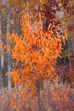 Wild Black Cherry Tree - 3 Gallon Pot 20 Wild Black Cherry Tree - 3 Gallon Pot -Plant Outlet Store prunus serotina wild black cherry tree 9