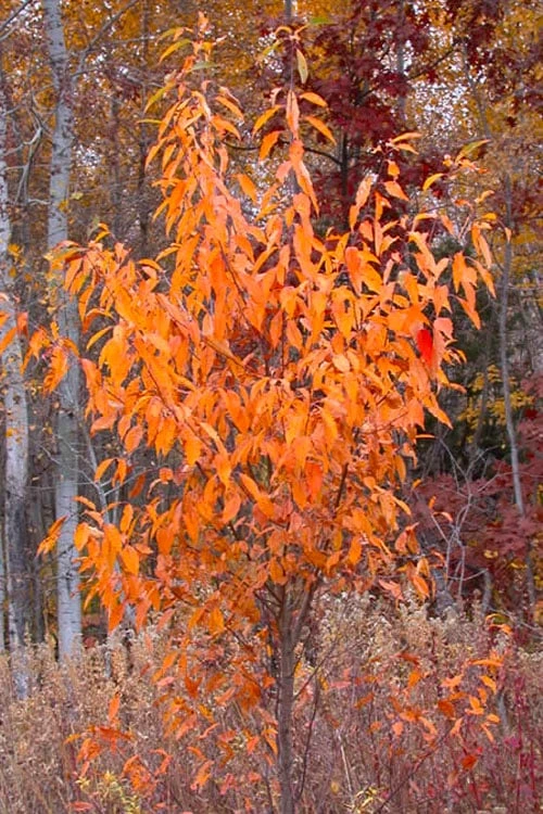 Wild Black Cherry Tree - 3 Gallon Pot 11 Wild Black Cherry Tree - 3 Gallon Pot - Image 9