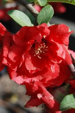 Iwai Nishiki Red Flowering Quince - 1 Gallon Pot 9 Iwai Nishiki Red Flowering Quince - 1 Gallon Pot -Plant Outlet Store quince iwai nishiki