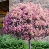 Rosalinda Indian Hawthorn Single Trunk Tree - 7 Gallon Pot (6-7') -Plant Outlet Store rhaphiolepis rosalind majestic beauty indian hawthorn tree 10