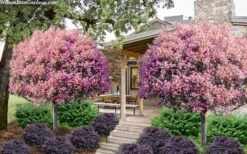 Rosalinda Indian Hawthorn Single Trunk Tree - 7 Gallon Pot (6-7') -Plant Outlet Store rhaphiolepis rosalind majestic beauty indian hawthorn tree 8