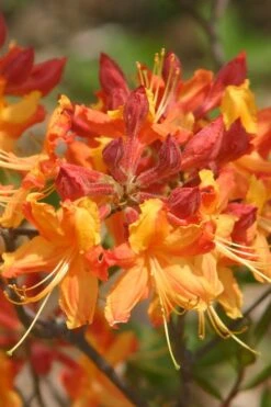 Florida Flame Native Azalea (Rhododendron Austrinum) - 3 Gallon Pot 16 Florida Flame Native Azalea (Rhododendron Austrinum) - 3 Gallon Pot -Plant Outlet Store rhododendron austrinum florida flame native azalea 5