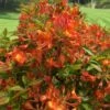 Smitty's Orange Crush Native Azalea (Rhododendron X) - 3 Gallon Pot -Plant Outlet Store rhododendron smittys orange crush native azalea 3