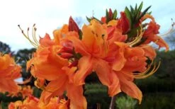 Smitty's Orange Crush Native Azalea (Rhododendron X) - 3 Gallon Pot 11 Smitty's Orange Crush Native Azalea (Rhododendron X) - 3 Gallon Pot -Plant Outlet Store rhododendron smittys orange crush native azalea 4