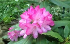 Southgate 'Radiance' Rhododendron - 3 Gallon Pot -Plant Outlet Store rhododendron southgate radiance
