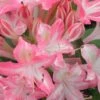 Ribbon Candy Swamp Azalea (Rhododendron Viscosum) - 2 Gallon Pot 1 Ribbon Candy Swamp Azalea (Rhododendron Viscosum) - 2 Gallon Pot -Plant Outlet Store rhododendron viscosum ribbon candy swamp azalea 2