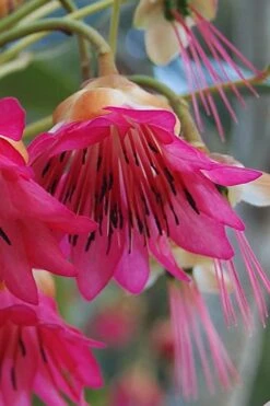 Scarlet Bells' Hong Kong Rose (Rhodoleia Henryi) - 3 Gallon Pot 22 Scarlet Bells' Hong Kong Rose (Rhodoleia Henryi) - 3 Gallon Pot -Plant Outlet Store rhodoleia henryi scarlet bells hong kong rose 1