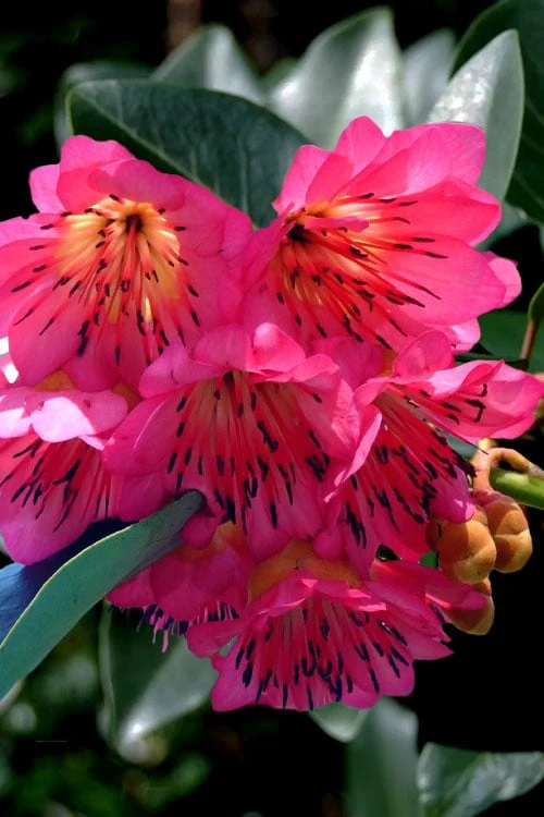 Scarlet Bells' Hong Kong Rose (Rhodoleia Henryi) - 3 Gallon Pot 3 Scarlet Bells' Hong Kong Rose (Rhodoleia Henryi) - 3 Gallon Pot