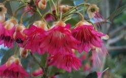 Scarlet Bells' Hong Kong Rose (Rhodoleia Henryi) - 3 Gallon Pot 19 Scarlet Bells' Hong Kong Rose (Rhodoleia Henryi) - 3 Gallon Pot -Plant Outlet Store rhodoleia henryi scarlet bells hong kong rose 102