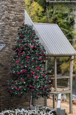 Scarlet Bells' Hong Kong Rose (Rhodoleia Henryi) - 3 Gallon Pot 16 Scarlet Bells' Hong Kong Rose (Rhodoleia Henryi) - 3 Gallon Pot -Plant Outlet Store rhodoleia henryi scarlet bells hong kong rose 106