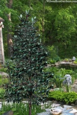 Scarlet Bells' Hong Kong Rose (Rhodoleia Henryi) - 3 Gallon Pot 23 Scarlet Bells' Hong Kong Rose (Rhodoleia Henryi) - 3 Gallon Pot -Plant Outlet Store rhodoleia henryi scarlet bells hong kong rose 20