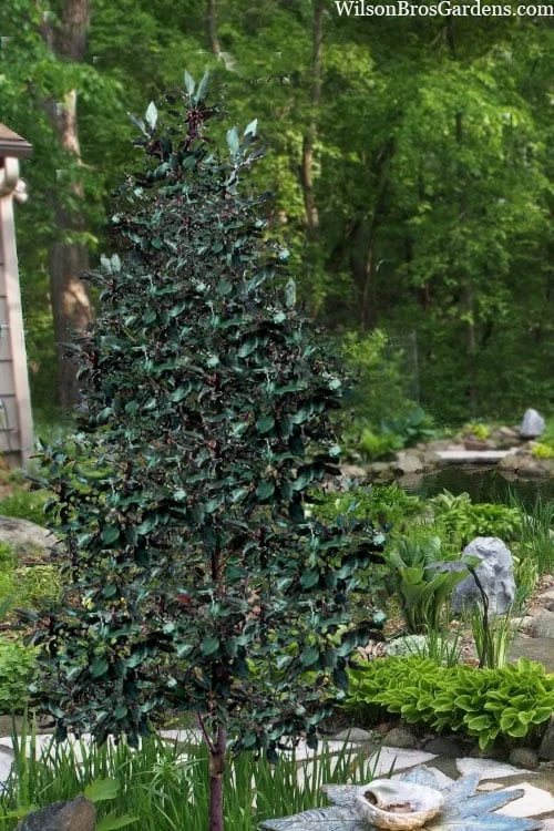 Scarlet Bells' Hong Kong Rose (Rhodoleia Henryi) - 3 Gallon Pot 13 Scarlet Bells' Hong Kong Rose (Rhodoleia Henryi) - 3 Gallon Pot - Image 11