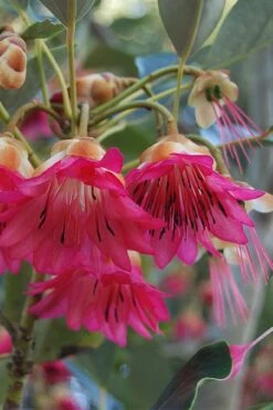 Scarlet Bells' Hong Kong Rose (Rhodoleia Henryi) - 3 Gallon Pot 21 Scarlet Bells' Hong Kong Rose (Rhodoleia Henryi) - 3 Gallon Pot -Plant Outlet Store rhodoleia henryi scarlet bells hong kong rose 3