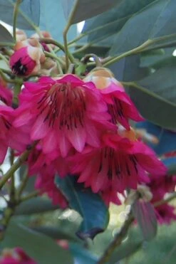 Scarlet Bells' Hong Kong Rose (Rhodoleia Henryi) - 3 Gallon Pot 20 Scarlet Bells' Hong Kong Rose (Rhodoleia Henryi) - 3 Gallon Pot -Plant Outlet Store rhodoleia henryi scarlet bells hong kong rose 4