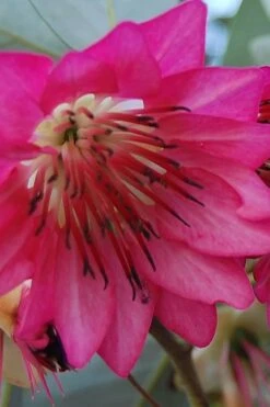 Scarlet Bells' Hong Kong Rose (Rhodoleia Henryi) - 3 Gallon Pot 18 Scarlet Bells' Hong Kong Rose (Rhodoleia Henryi) - 3 Gallon Pot -Plant Outlet Store rhodoleia henryi scarlet bells hong kong rose 5