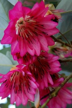 Scarlet Bells' Hong Kong Rose (Rhodoleia Henryi) - 3 Gallon Pot 17 Scarlet Bells' Hong Kong Rose (Rhodoleia Henryi) - 3 Gallon Pot -Plant Outlet Store rhodoleia henryi scarlet bells hong kong rose 7