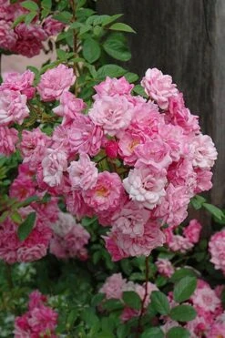 Peggy Martin Climbing Rose - 3 Gallon Pot 20 Peggy Martin Climbing Rose - 3 Gallon Pot -Plant Outlet Store rosa peggy martin climbing rose 1