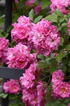 Peggy Martin Climbing Rose - 3 Gallon Pot 17 Peggy Martin Climbing Rose - 3 Gallon Pot -Plant Outlet Store rosa peggy martin climbing rose 10