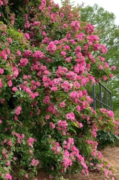 Peggy Martin Climbing Rose - 3 Gallon Pot 22 Peggy Martin Climbing Rose - 3 Gallon Pot -Plant Outlet Store rosa peggy martin climbing rose 2