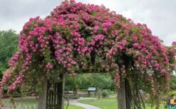 Peggy Martin Climbing Rose - 3 Gallon Pot 18 Peggy Martin Climbing Rose - 3 Gallon Pot -Plant Outlet Store rosa peggy martin climbing rose 7