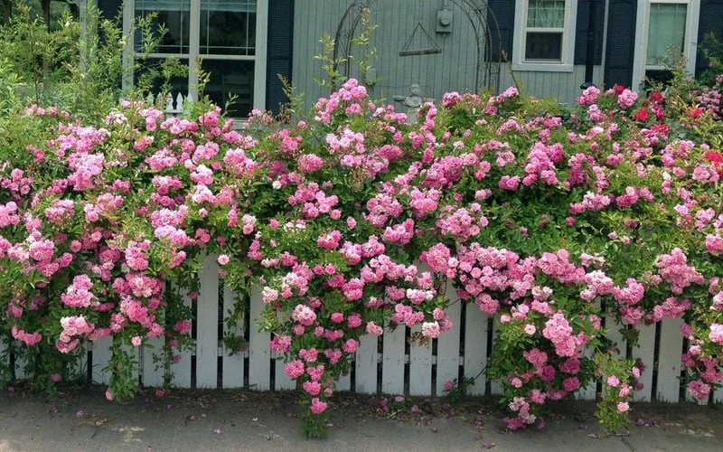 Peggy Martin Climbing Rose - 3 Gallon Pot 6 Peggy Martin Climbing Rose - 3 Gallon Pot - Image 4