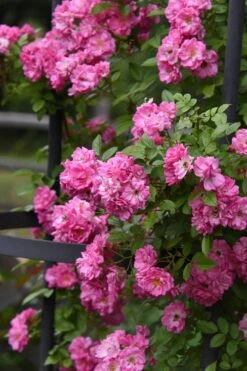 Peggy Martin Climbing Rose - 3 Gallon Pot 19 Peggy Martin Climbing Rose - 3 Gallon Pot -Plant Outlet Store rosa peggy martin climbing rose 9