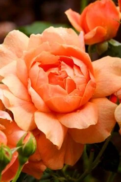 At Last Rose - 3 Gallon Pot -Plant Outlet Store rose at last 3