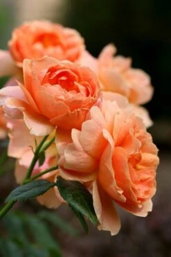 At Last Rose - 3 Gallon Pot -Plant Outlet Store rose at last 4