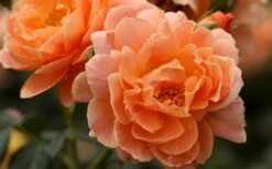 At Last Rose - 3 Gallon Pot -Plant Outlet Store rose at last 5