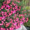 Pink Drift Groundcover Rose - 2 Gallon Pot -Plant Outlet Store rose pink drift 10