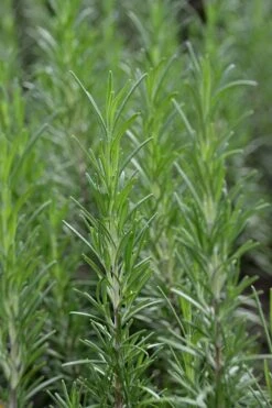 Madeline Hill Rosemary - 1 Gallon Pot -Plant Outlet Store rosmarinus officinalis madalene hill hardy rosemary 2