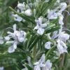 Madeline Hill Rosemary - 1 Gallon Pot -Plant Outlet Store rosmarinus officinalis madalene hill hardy rosemary 4