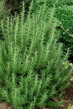 Madeline Hill Rosemary - 1 Gallon Pot -Plant Outlet Store rosmarinus officinalis madalene hill hardy rosemary 5