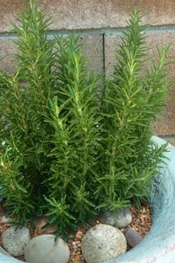 Madeline Hill Rosemary - 1 Gallon Pot -Plant Outlet Store rosmarinus officinalis madalene hill hardy rosemary 8