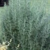 Salem Rosemary - 1 Gallon Pot -Plant Outlet Store rosmarinus officinalis salem rosemary 5