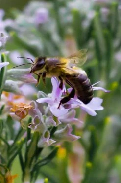 Salem Rosemary - 1 Gallon Pot 11 Salem Rosemary - 1 Gallon Pot -Plant Outlet Store rosmarinus officinalis salem rosemary 6